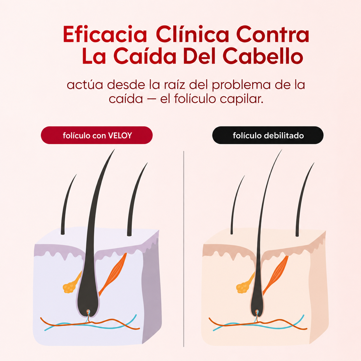 VELOY® | Fórmula para el crecimiento del cabello